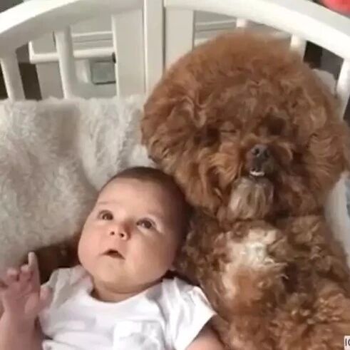 泰迪想哄宝宝睡觉，自己却先睡着了......