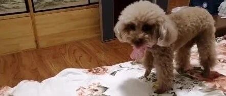 主人不让小泰迪上床，都要急哭了，最后一声令下马上跳进主人被窝！