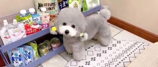 胖子泰迪最后的倔强，就是要吃肉肉