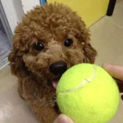 中秋，你要带狗回家过节？那你要小心了！