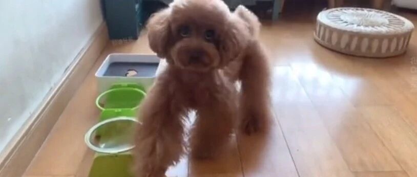 糟糕，召唤神器被泰迪学会了，学的真快就差会说话