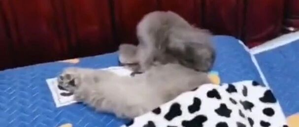 可爱的狗子，生活想的都很周到，是个精致的汪星人