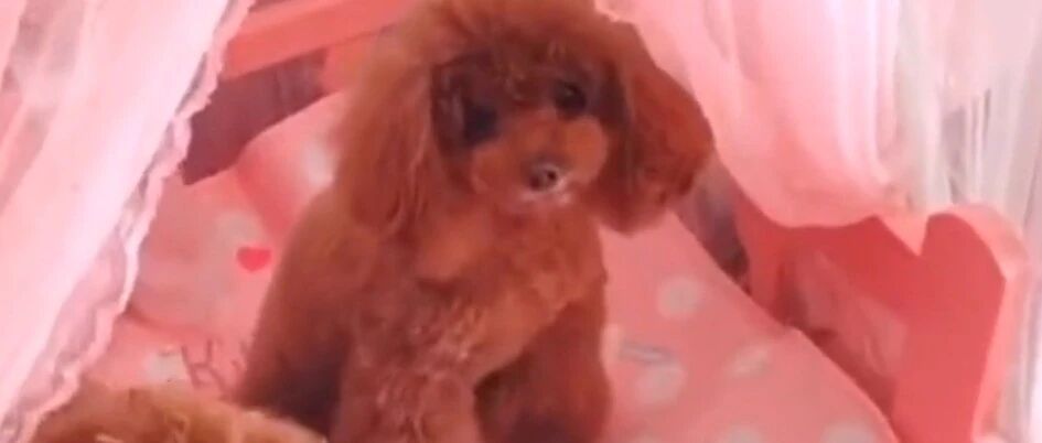 慵懒的小泰迪们起床干活啦！