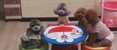 四只小泰迪玩斗地主？这真是跌宕起伏啊