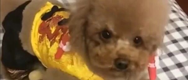 麻麻问泰迪手冷了怎么办，泰迪竟然还会用暖手宝，真聪明