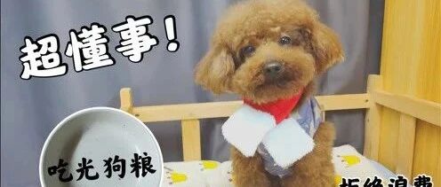 主人晚餐没买肉，小泰迪不吵不闹吃光狗粮，超懂事没白养