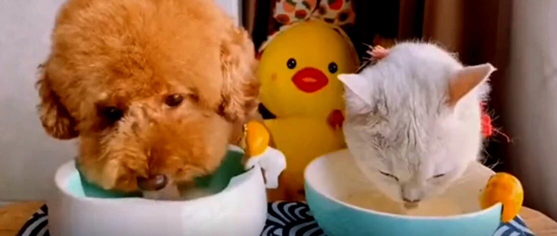 一只被泰迪带大的猫，神情动作都一模一样！
