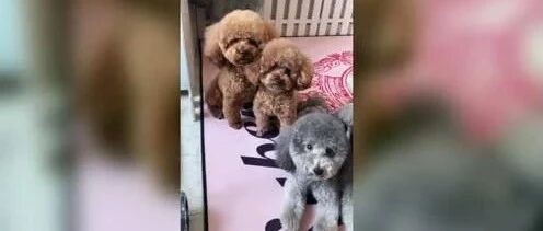 家里来客人小泰迪要用家法！主人：这不是待客之道！