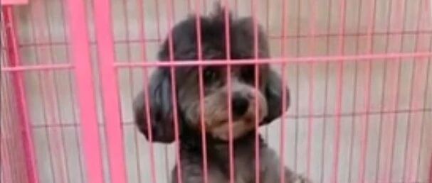 弟弟把泰迪眼睛挠红了，耙耙要关弟弟一个小时，泰迪却不乐意了