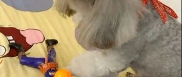 小泰迪模仿光头强前进！还说他是我媳妇！