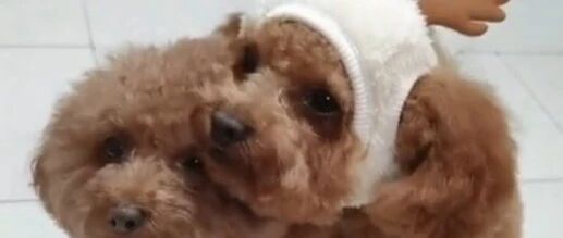 两个可爱的泰迪小活宝，主人说什么都懂