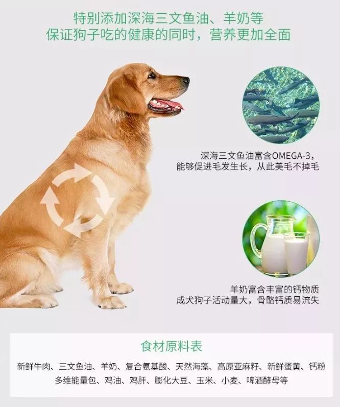 泰迪被欺負沒人要 ，沒想到沒想到竟然活出奇跡 未分類 第13張