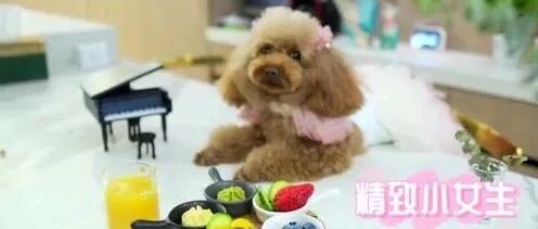 小泰迪变身小公主，精致的小女生，爱了！