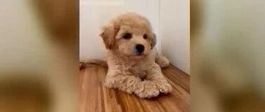 比熊和泰迪的混血儿，可爱不？