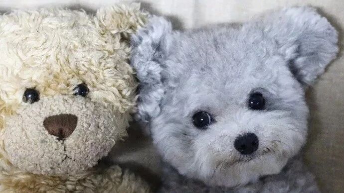 泰迪别装了，你其实就是个玩具对不对？！