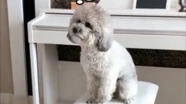 主人拿食物忽悠泰迪，结果被泰迪一眼识破