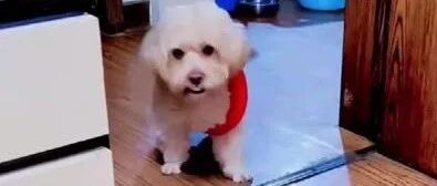 泰迪智商天花板，看了视频，能让你怀疑人生