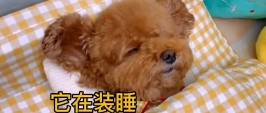 看完恐怖片的泰迪，害怕一个狗睡觉？非要和铲屎官挤在一起