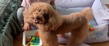 泰迪的床和窝都被妹妹霸占了，只好跟麻麻投诉了