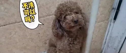 每次帮小泰迪洗澡，这家伙太不配合了，一副生无可恋的样子