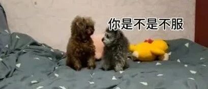 两只泰迪打架，花样百出，最后小个子居然靠放屁巧取胜利！