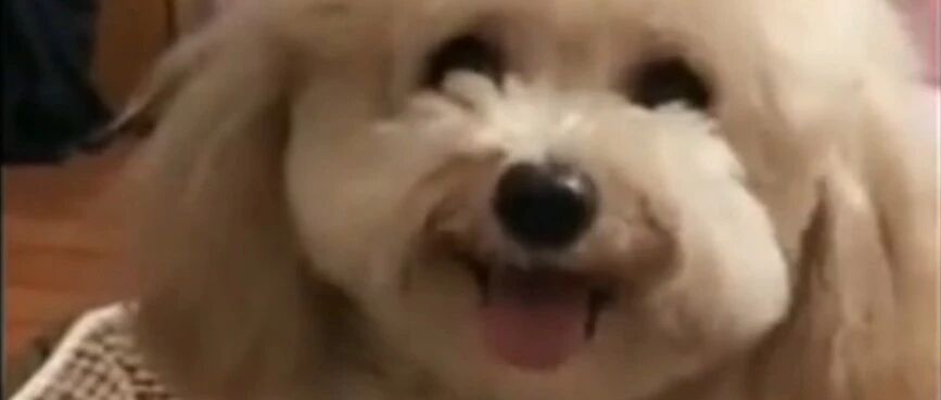 泰迪想上床睡觉，求麻麻抱抱，这表情萌翻了