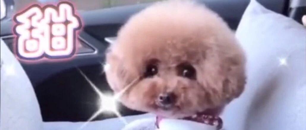 小泰迪被迫营业，在线撒娇卖萌，心都要被融化了