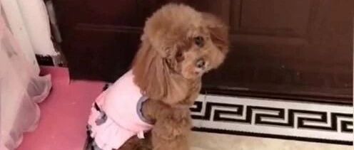 泰迪听说妈妈脚受伤了，马上拿来创可贴，也不闹着出门了