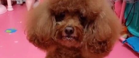 泰迪病刚好，就不听医生的话！马上大吃大喝起来！