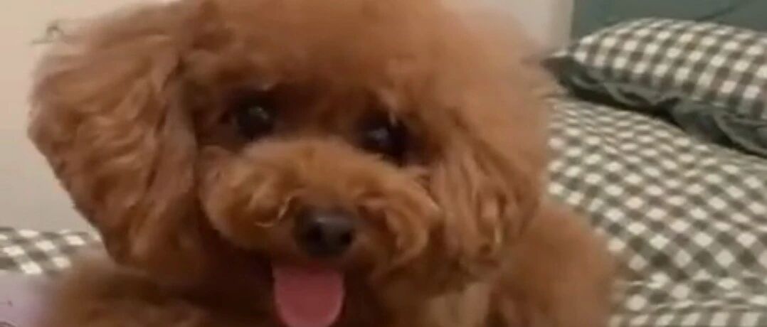 小泰迪简直太黏人了，想跟它分房睡都是不可能的！