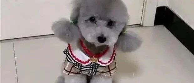 泰迪上完厕所的一系列神操作，主人奖励泰迪三道杠，结果另一只吃醋了