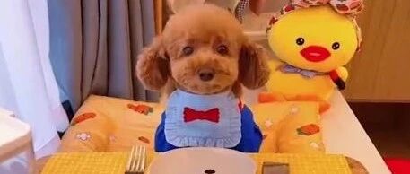 泰迪：狗粮都没了，就粗茶淡饭对付一顿吧