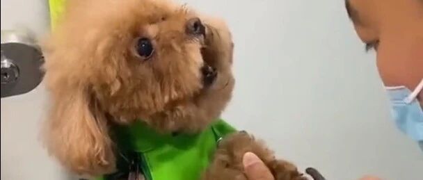 泰迪这演技可称得上真真正正的演员了