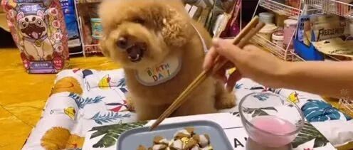 看看泰迪到底有多会过日子