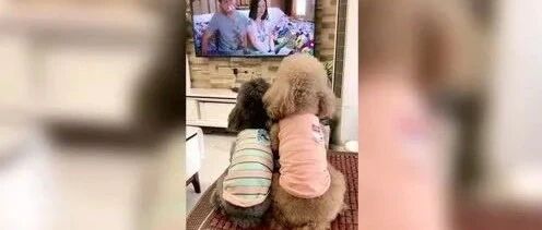 别让你家小泰迪看那么多电视剧，容易学坏！