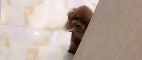 泰迪老是偷偷的看麻麻，原来是有原因的！