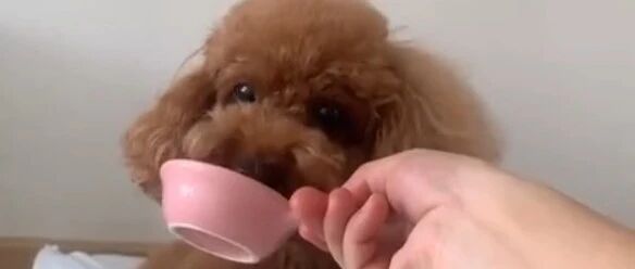 泰迪饿了要吃下午茶，机灵的样子真可爱