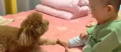 一个卖力表演，一个真心捧场，小泰迪把小主人逗得哈哈大笑