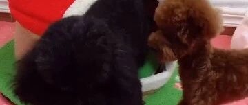 爱抢窝的小泰迪，一有好吃的就什么都忘了