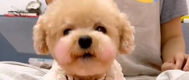 遇上主人的迷惑行为，小泰迪的反应也太可爱了吧