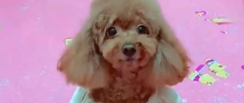 小泰迪还有专门的洗碗工，太幸福了