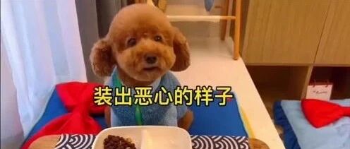 变脸的泰迪，狗界的戏精，没火锅吃就发“微表情”？