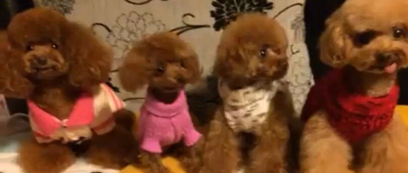 四只小泰迪，比比谁的衣服更漂亮，有一只按奈不住了