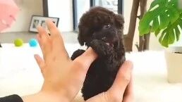 跟泰迪在一起，就是欢乐多多