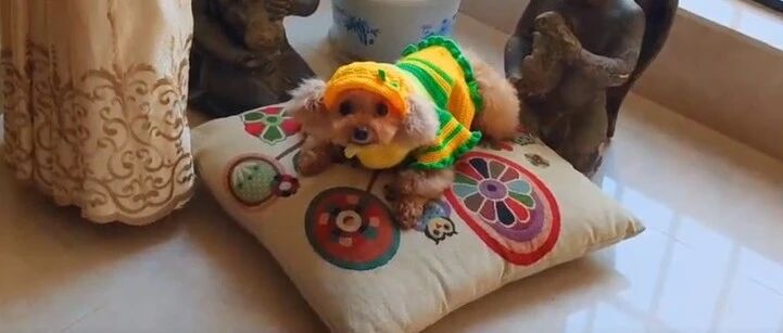 小泰迪贪睡错过了出门的机会，伤心的直接倒在地上！