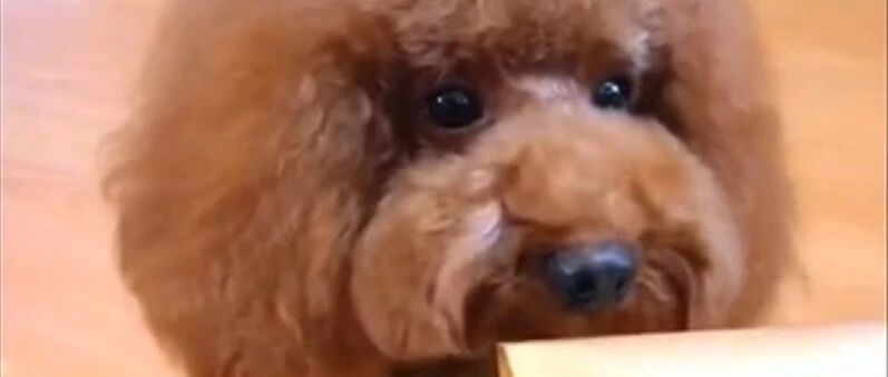 主人指挥小泰迪干活，小泰迪也太聪明，啥都知道