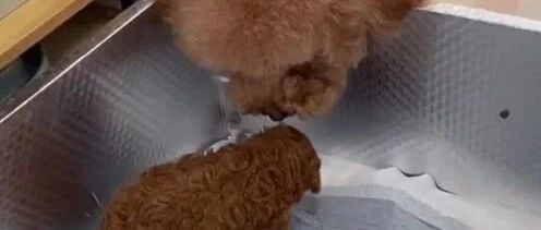 泰迪：想不到我也有动手换尿片的时候