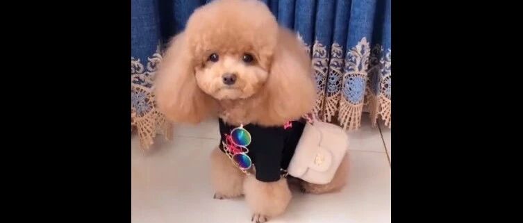 泰迪界的时尚女孩，这穿衣搭配不错吧