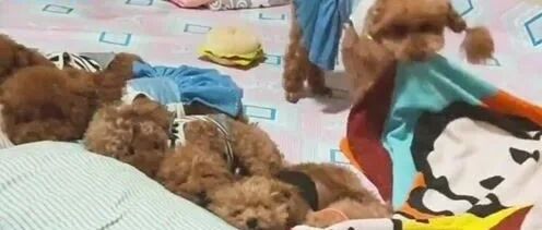 主人说睡觉了，六只泰迪整整齐齐趴下睡觉，还知道盖被子