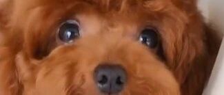 你们家的泰迪，也是这样的不？